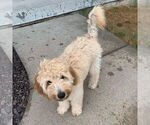 Small Photo #4 Goldendoodle Puppy For Sale in CARLOCK, IL, USA