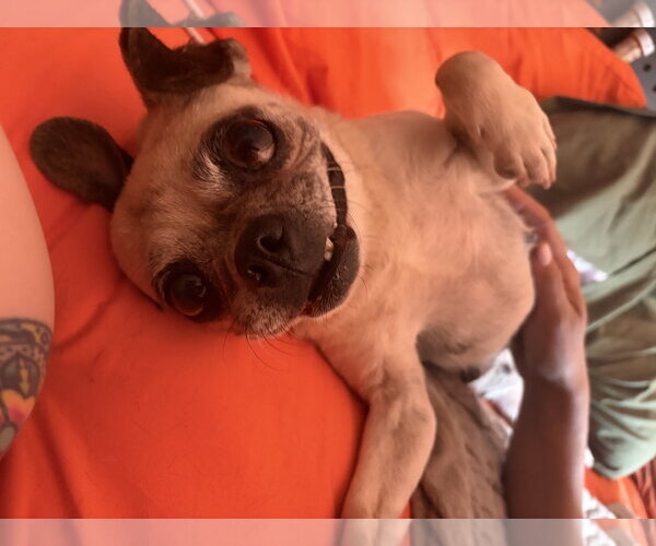 Medium Photo #4 Chug Puppy For Sale in Chandler, AZ, USA