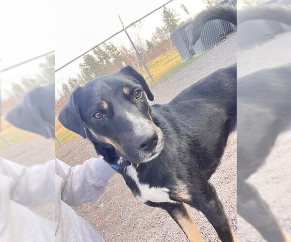 Medium Photo #2 Mutt Puppy For Sale in Webster, WI, USA