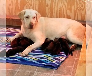 Mother of the Labrador Retriever puppies born on 03/22/2019