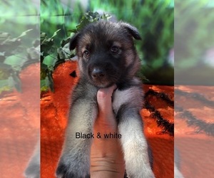 Gerberian Shepsky Puppy for sale in LAKELAND, FL, USA