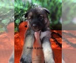 Puppy 3 German Shepherd Dog-Siberian Husky Mix