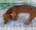 Small #2 Dachshund