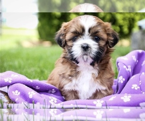 Shih Tzu Puppy for sale in FORT LAUDERDALE, FL, USA