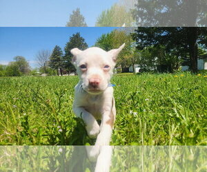 Coonagle Dogs for adoption in Sheboygan, WI, USA
