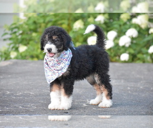 Bernedoodle Puppy for sale in ARCANUM, OH, USA