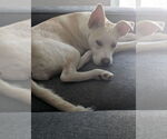 Small #1 American Staffordshire Terrier-Huskies  Mix