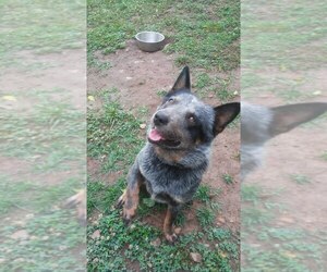 Father of the Australian Cattle Dog puppies born on 07/25/2022
