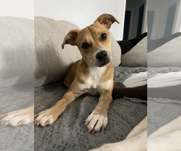 Medium Photo #1  Puppy For Sale in , 
