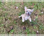 Small Photo #4 French Bulldog Puppy For Sale in GREENSBORO, NC, USA