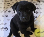 Small German Shepherd Dog Mix