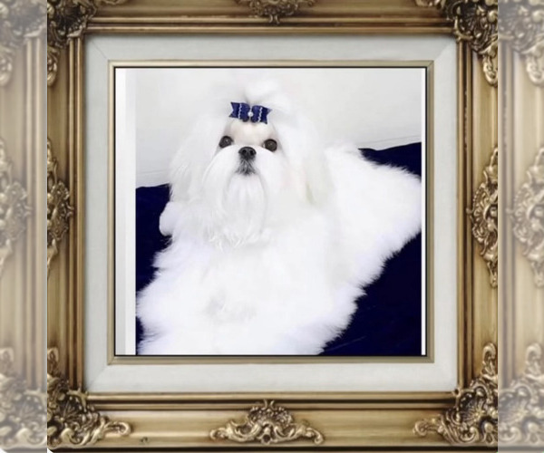 Medium Photo #1 Maltese Puppy For Sale in LANCASTER, PA, USA