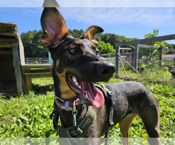 Medium Photo #6 Doberman Pinscher-German Shepherd Dog Mix Puppy For Sale in Roxboro, NC, USA