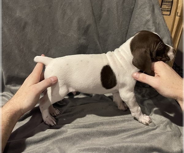 Medium Photo #4 German Shorthaired Pointer Puppy For Sale in MAKANDA, IL, USA
