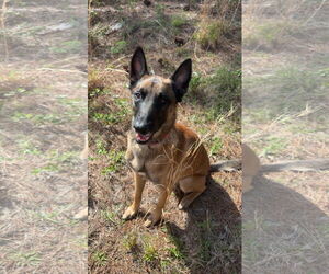 Mutt Dogs for adoption in Stevens Point, WI, USA