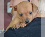 Small #5 Italian Greyhuahua