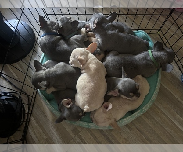 Medium Photo #3 French Bulldog Puppy For Sale in KENT, WA, USA