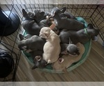 Small #2 French Bulldog