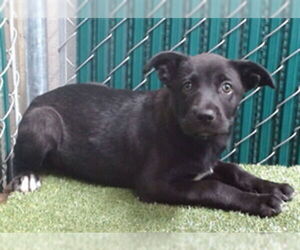 Labrador Retriever-Unknown Mix Dogs for adoption in Downey, CA, USA