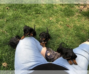 Dachshund Puppy for sale in BELLEVIEW, MO, USA