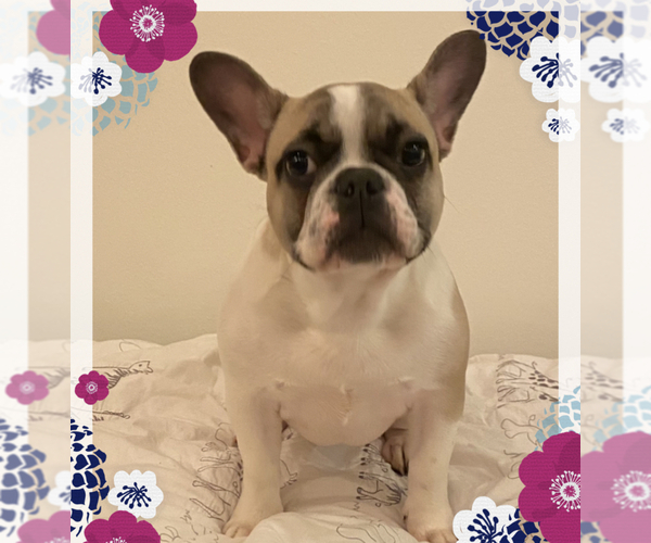 Medium Photo #3 French Bulldog Puppy For Sale in KENNER, LA, USA