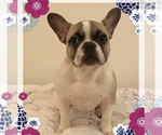 Small Photo #3 French Bulldog Puppy For Sale in KENNER, LA, USA