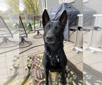 Small Photo #1 Belgian Malinois Puppy For Sale in JEROME, ID, USA