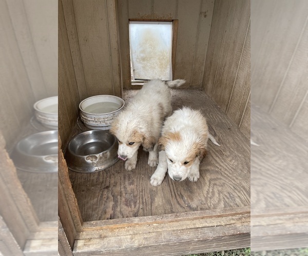 Medium Photo #1 Saint Pyrenees Puppy For Sale in CARPENTER, WY, USA
