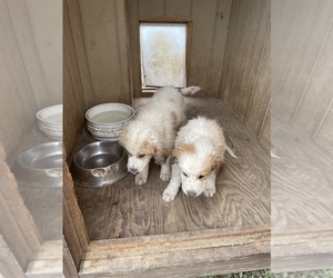 Saint Pyrenees Litter for sale in CARPENTER, WY, USA