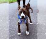 Small #2 American Pit Bull Terrier-Mountain Cur Mix