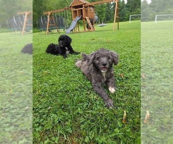 Medium Photo #2 Aussiedoodle Puppy For Sale in SALISBURY, PA, USA