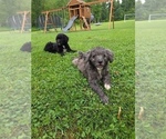 Small Photo #22 Aussiedoodle Puppy For Sale in SALISBURY, PA, USA