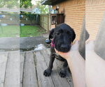 Small #1 Great Dane