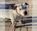 Small Photo #2 American Pit Bull Terrier Puppy For Sale in Westminster, MD, USA