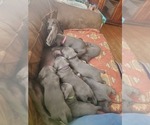 Small Photo #4 Weimaraner Puppy For Sale in BERWICK, PA, USA