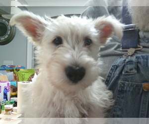 Scottish Terrier Puppy for sale in ELLISVILLE, MS, USA