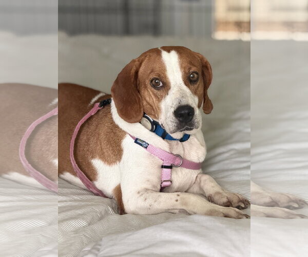 Medium Photo #4 Beagle Puppy For Sale in Tampa, FL, USA