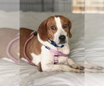 Small #3 Beagle