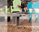 Small Photo #3 Beagle Puppy For Sale in Tampa, FL, USA
