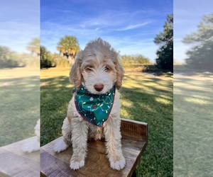 Labradoodle Puppy for sale in SAINT SIMONS ISLAND, GA, USA