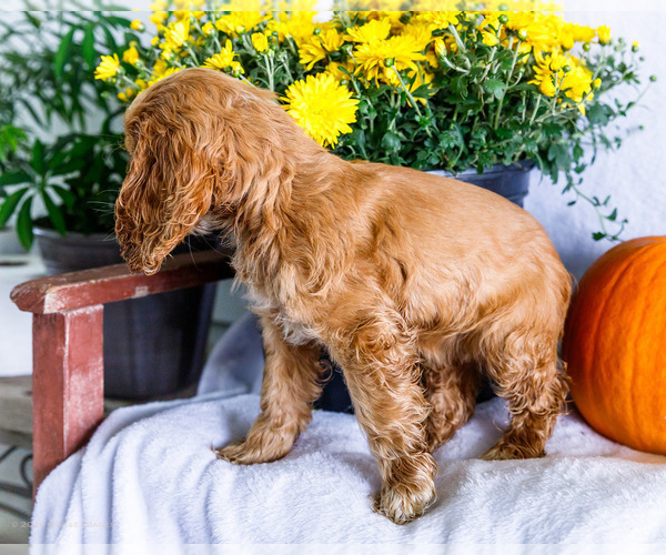 Medium Photo #8 Cocker Spaniel Puppy For Sale in WAKARUSA, IN, USA