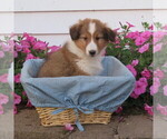 Small #4 Shetland Sheepdog