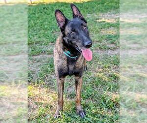 Mutt Dogs for adoption in Sacramento, CA, USA