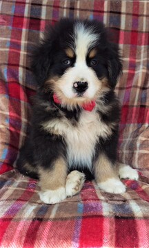 Medium Photo #1 Bernese Mountain Dog Puppy For Sale in LANCASTER, PA, USA