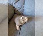 Small #2 Chiweenie