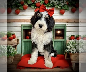 Bernedoodle-Poodle (Standard) Mix Puppy for sale in MENIFEE, CA, USA