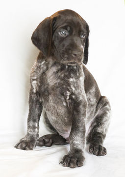 Medium Photo #1 German Shorthaired Pointer Puppy For Sale in SHINGLE SPRINGS, CA, USA