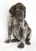 Small Photo #1 German Shorthaired Pointer Puppy For Sale in SHINGLE SPRINGS, CA, USA