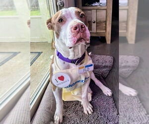 American Staffordshire Terrier-Unknown Mix Dogs for adoption in Holly Springs, NC, USA