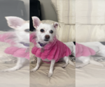Small Photo #20 Chihuahua-Unknown Mix Puppy For Sale in Boston, MA, USA